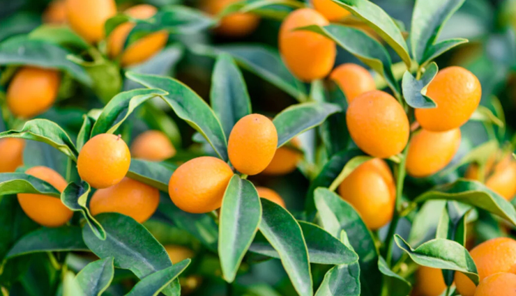 health benefits of kumquat,kumquat nutrition,kumquat for immune system,kumquat for skin,kumquat for digestion,kumquat antioxidant properties,health advantages of kumquat,kumquat fruit benefits,why eat kumquat,kumquat health properties,benefits of kumquat in diet,kumquat vitamin c benefits,kumquat for weight loss,kumquat for heart health