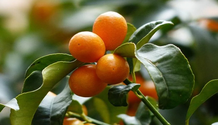 health benefits of kumquat,kumquat nutrition,kumquat for immune system,kumquat for skin,kumquat for digestion,kumquat antioxidant properties,health advantages of kumquat,kumquat fruit benefits,why eat kumquat,kumquat health properties,benefits of kumquat in diet,kumquat vitamin c benefits,kumquat for weight loss,kumquat for heart health