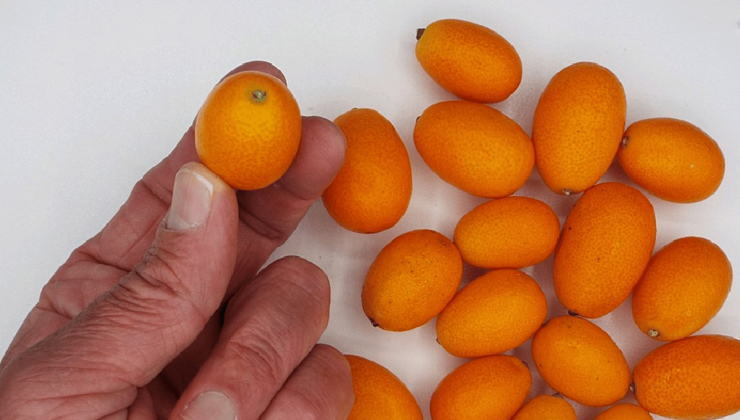 health benefits of kumquat,kumquat fruit benefits,vitamin c rich fruits,kumquat for immunity,kumquat for digestion,kumquat for skin health,kumquat nutritional value,health benefits of citrus fruits,kumquat antioxidants,heart health and kumquat,kumquat potassium and calcium,kumquat fruit uses,kumquat nutrition