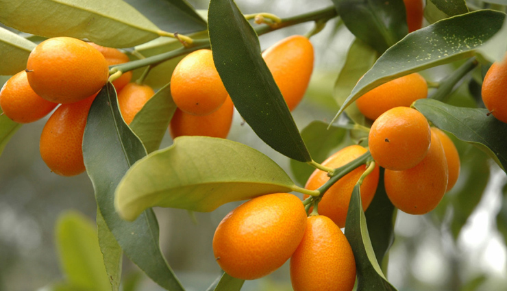 healthy living,forget pomegranates start popping kumquat,kumquat fruit,how to eat kumquat
