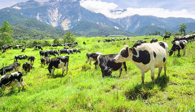 kundasang,sabah,things to do in kundasang,places to visit in kundasang,desa dairy farm,kundasang market,fish foot massage