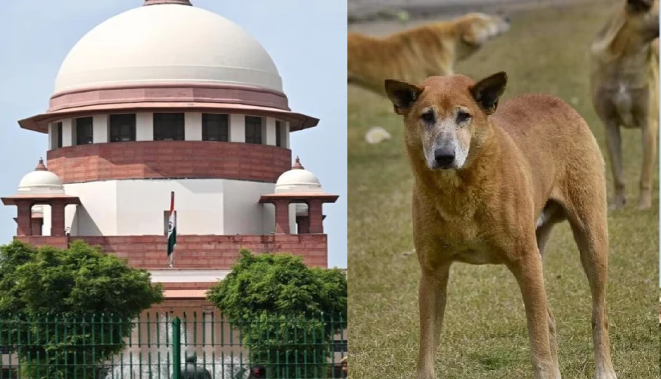 दिल्ली-NCR के कुत्तों को सुप्रीम कोर्ट से बड़ी राहत, पूरे देश के लिए बनेगी राष्ट्रीय नीति