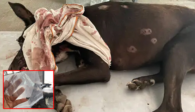 जयपुर में कुत्ते से क्रूरता, मारी 22 गोलियां 2 घंटे तक तड़पता रहा, हुई मौत