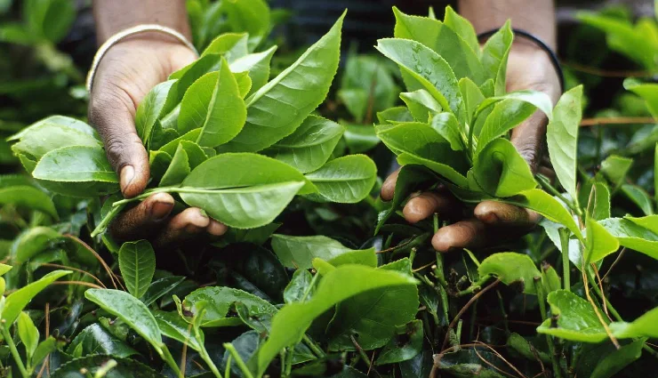 depression causes,anxiety triggers,loneliness and depression,natural remedies for depression,side effects of antidepressants,mental health tips,natural ways to treat anxiety,holistic mental wellness,emotional well-being,depression statistics