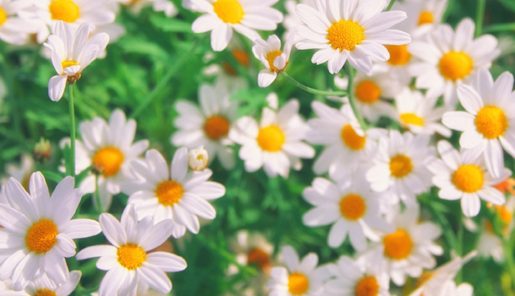 lactose intolerance,home remedies,home remedies for lactose intolerance,Health tips,fitness tips