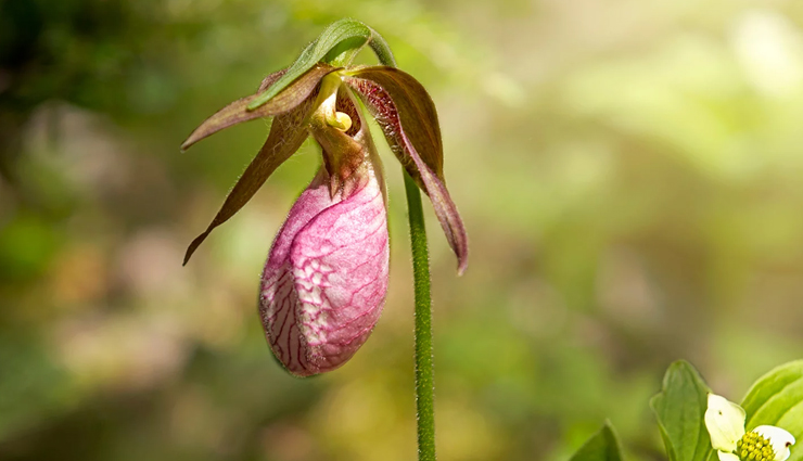 weird flowers,weird flowers in the world,holidays,travel