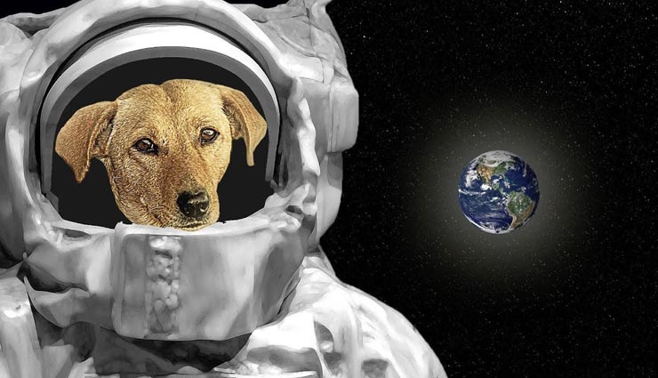 interesting facts,amazing facts,facts related to dogs,laika dog