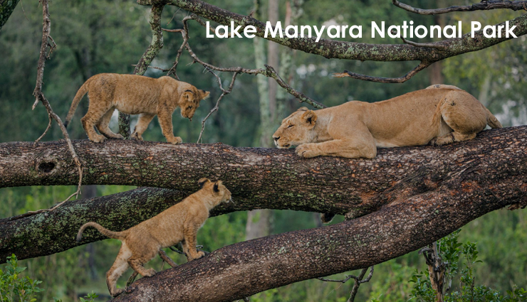 tanzania,attractions in tanzania,tanzania travel,tourist places in tanzania,lake manyara,matema beach,the big five,prison island,mount meru,house of wonders,serengeti hippo pool,arusha cultural heritage centre,the annual wildebeest migration,jozani forest,travel,holidays