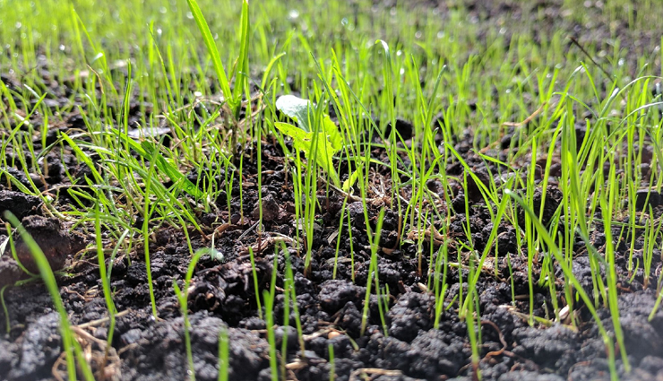 fertilize your lawn,ways to keep lawn good,house care tips,household tips