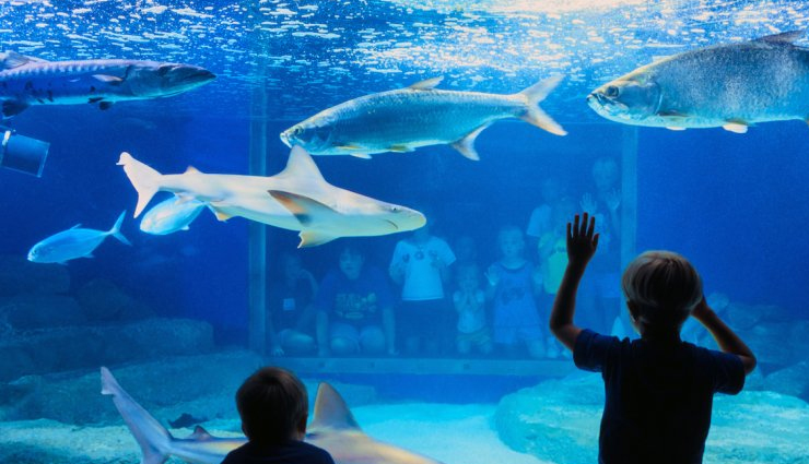 10 Largest Aquariums in the World