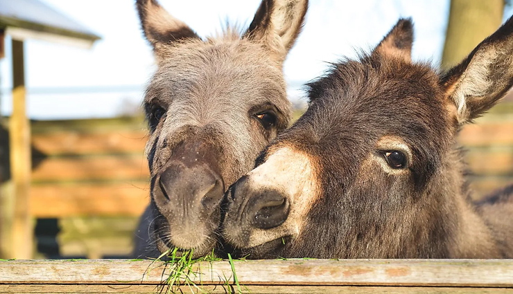 5 Countries With Largest Domesticated Animal Population in The World