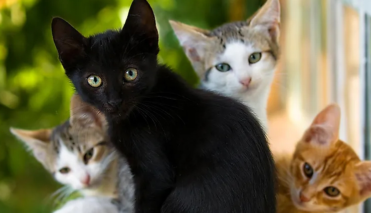 countries with largest domesticated animal population,largest domesticated animal population in the world