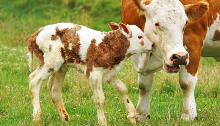 countries with largest domesticated animal population,largest domesticated animal population in the world