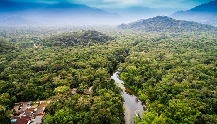 10 Largest Forests in the World