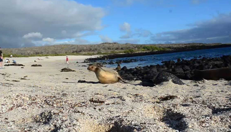 galapagos,tourist destinations in galapagos,kicker rock tour,reserva el chato,las loberias,las tintoreras,charles darwin research center,tourist places,holidays,travel