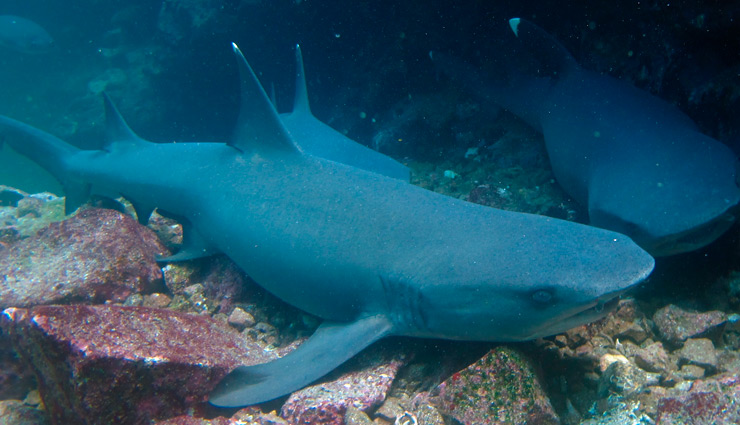 galapagos,tourist destinations in galapagos,kicker rock tour,reserva el chato,las loberias,las tintoreras,charles darwin research center,tourist places,holidays,travel