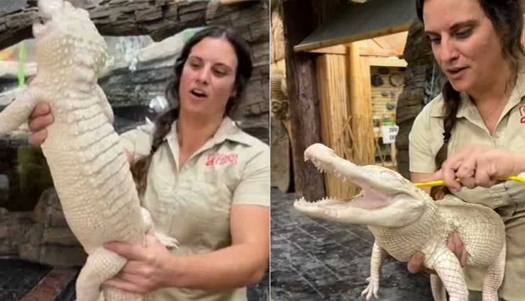 क्या आपने कभी देखा है मुस्कुराता हुआ मगरमच्छ! नहीं तो तुरंत देंखे इस वायरल वीडियो को...