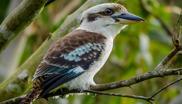 australian unique wildlife,bizarre wildlife australia,unusual animals down under,extraordinary wildlife of australia,quirky australian fauna,weird and exotic creatures australia,fascinating wildlife encounters,australias peculiar wildlife,strange animals of the land down under,astonishing australian fauna