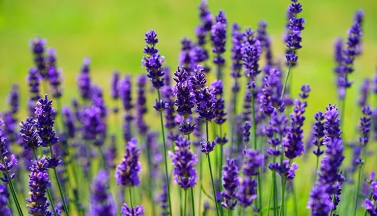 herbs for hair growth,natural remedies for hair loss,promote hair growth naturally,herbal treatments for hair loss,ayurvedic herbs for hair growth,essential oils for hair growth,natural supplements for hair growth,holistic remedies for hair loss,natural ingredients for hair growth,herbal hair care products