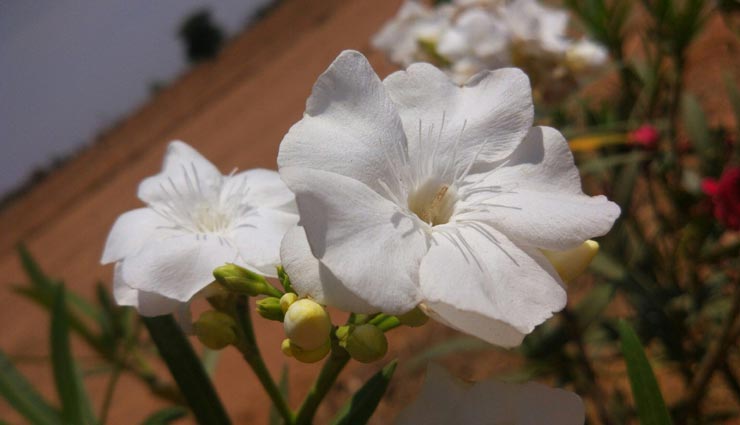 astrology tips,astrology tips in hindi,plants for money,plants for shining by fate