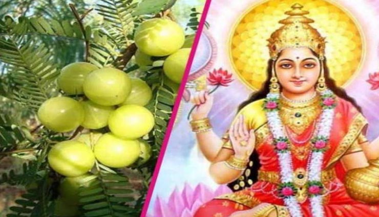 astrology tips,astrology tips in hindi,astrology measures,amla remedies