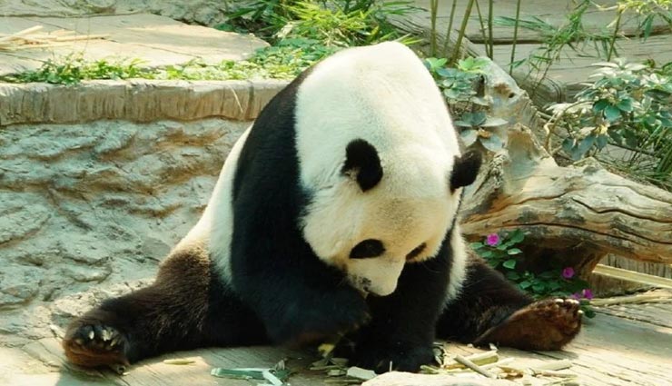 weird news,weird information,panda animal,interesting facts ,अनोखी खबर, अनोखी जानकारी, पांडा के फैक्ट्स, रोचक तथ्य