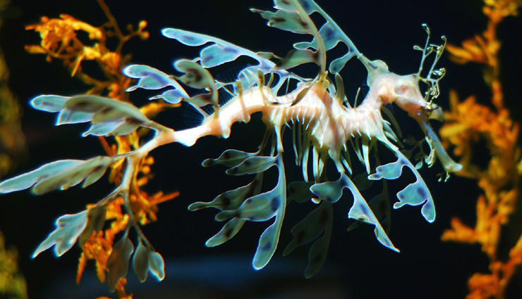 weird animals,weird animals around the world,world top weird animals,travel,travel tips,holidays