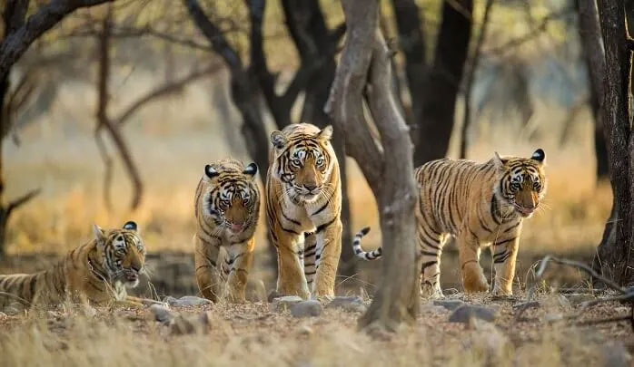 least explored wildlife sanctuaries,wildlife sanctuaries in india,pobitora wildlife sanctuary,assam,bornadi wildlife sanctuary,dibang wildlife sanctuary,arunachal pradesh,mitiyala wildlife sanctuary,gujarat,kibber wildlife sanctuary,himachal pradesh