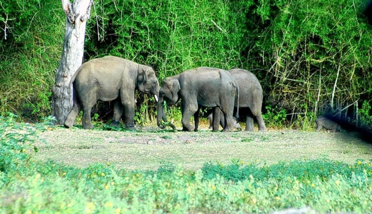 least explored wildlife sanctuaries,wildlife sanctuaries in india,pobitora wildlife sanctuary,assam,bornadi wildlife sanctuary,dibang wildlife sanctuary,arunachal pradesh,mitiyala wildlife sanctuary,gujarat,kibber wildlife sanctuary,himachal pradesh