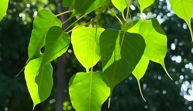 8 Reasons Why Peepal Leaves are Beneficial for Your Health
