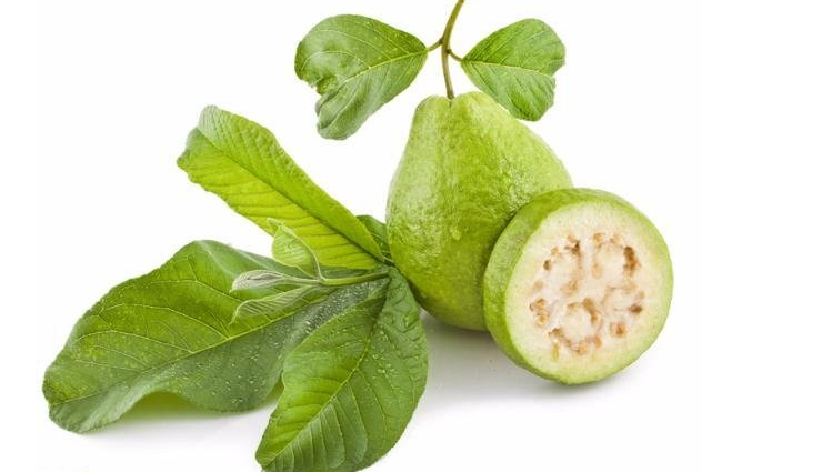 beauty hacks from leaves of guava,leaves of guava uses,leaves of guava beneficial for skin and hair
