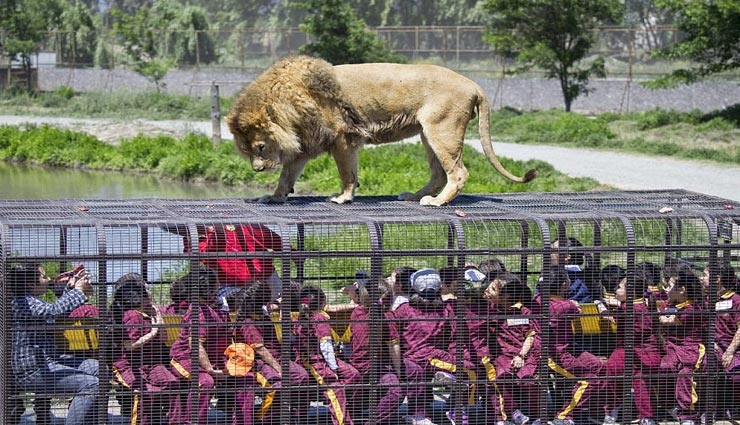 अनोखा चिड़ियाघर जहाँ जानवर नहीं इंसान रहते है पिंजरे में बंद, मंजर बेहद डरावना