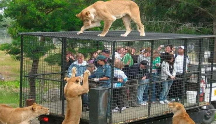 सबसे अनोखा चिड़ियाघर: इंसानों को रखा जाता हैं पिंजरे में और जानवर घूमते हैं खुलेआम