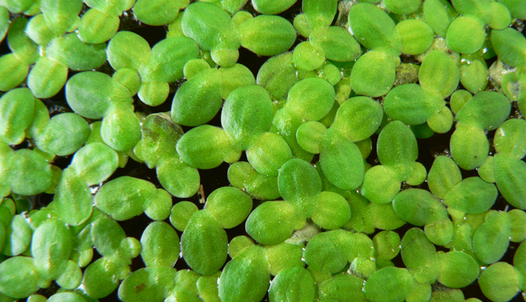 white patches,treatment of white patches,home remedies for treatment of white patches,white patches on body,white patches on face,white patches on skin,white patches on face causes,white patches in throat,white patches in mouth,white patches around eyes,white patches around neck,white patches around lips,white patches cream,white patches causes,white patches removal home remedies,white patches on face home remedies,white patches on scalp home remedies,white patches in mouth home remedies,white patches on lips home remedies,white patches treatment home remedy,white patches home remedy,white patches home treatment,white patches remedies
white spots natural remedies,white patches on body home remedies,home remedies for white patches on back,home remedies for white patches inside cheeks,home remedies for white patches on cheeks,white patches on face vitamin deficiency home remedies