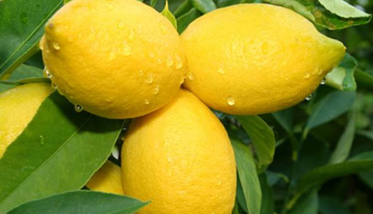 lemon astrology tricks,nimbu ke totke,astrology,astrology tips