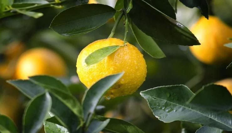 beauty tips,beauty tips in hindi,face beauty,skincare tips