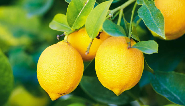 dandruff,Dandruff problem,dandruff home remedies,dandruff treatment,hair care tips,hair care,home hair care,beauty,beauty care tips,beauty tips