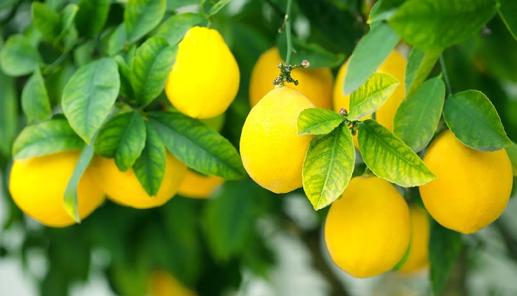 7 DIY Ways To Use Lemon for Glowing Skin