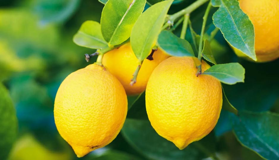 7 DIY Hacks for Lemon at Home