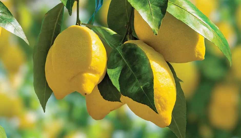 20 Amazing Benefits of Lemon for Skin and Hair
