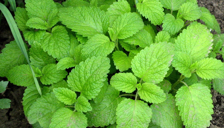 mosquito repellent plants,plants to grow in house,household tips,home decor tips,balcony plants