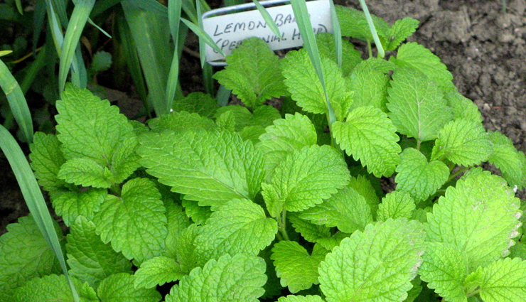 heart palpitations,heart palpitations treatment,heart palpitations home remedies,home remedies to treat heart palpitations,heart problem,heart health,Health,Health tips