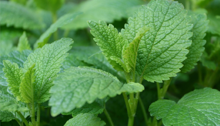 cold sores,home remedies to treat cold sores,cold sores treatment,tips to get rid of cold sores,Health,Health tips