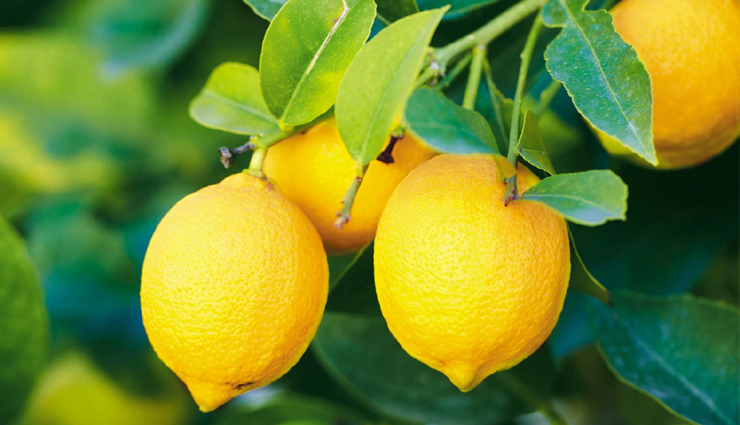 Adding Lemon To Daily Diet is Good But Bad When Used Excess