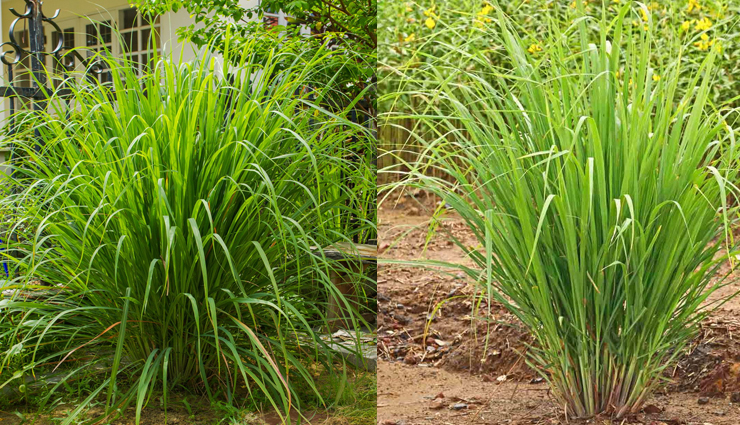 mosquito repellent plants,plants to grow in house,household tips,home decor tips,balcony plants
