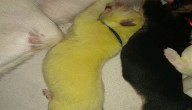 कैलिफोर्निया में पैदा हुआ लाइम ग्रीन कलर का पप्पी, नाम रखा 'हल्क'