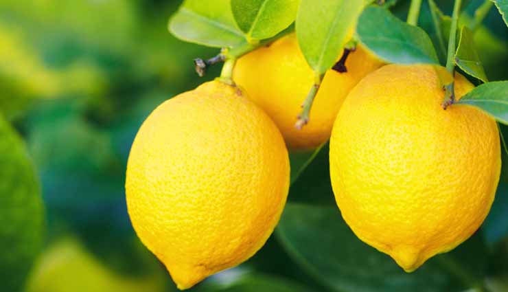 household,Lemon,amazing uses of lemon,lemon kept in fridzer,uses of lemon