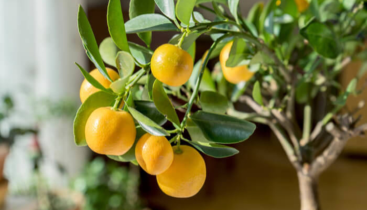 चहरे की स्किन को निखार दे सकता हैं नींबू स्टीम, जानें इसके फायदे और इस्तेमाल करने का तरीका 