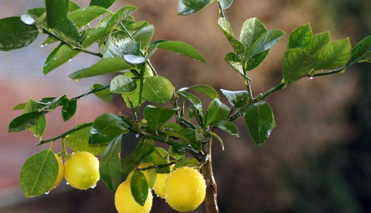 tips to grow lemon at home,household tips,home decor tips