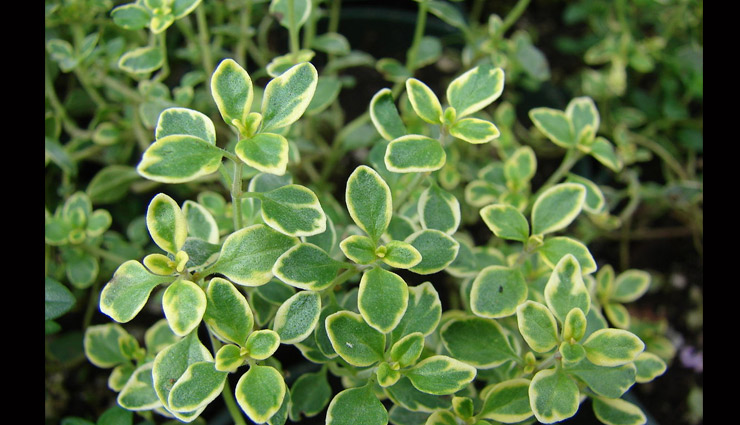 plants to keep flies away,tips to get rid of flies,basil,lemongrass,lemon thyme,mint,rosemary